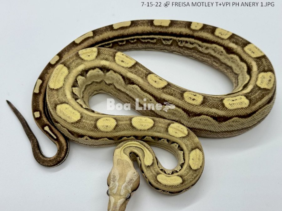 FREISA MOTLEY T+VPI PH ANERY 1